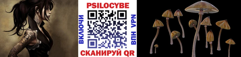 Купить  Ишим  Галлюциногенные грибы Cubensis 